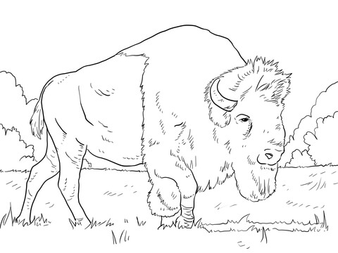 Bison Grazing On Grasses Coloring Page